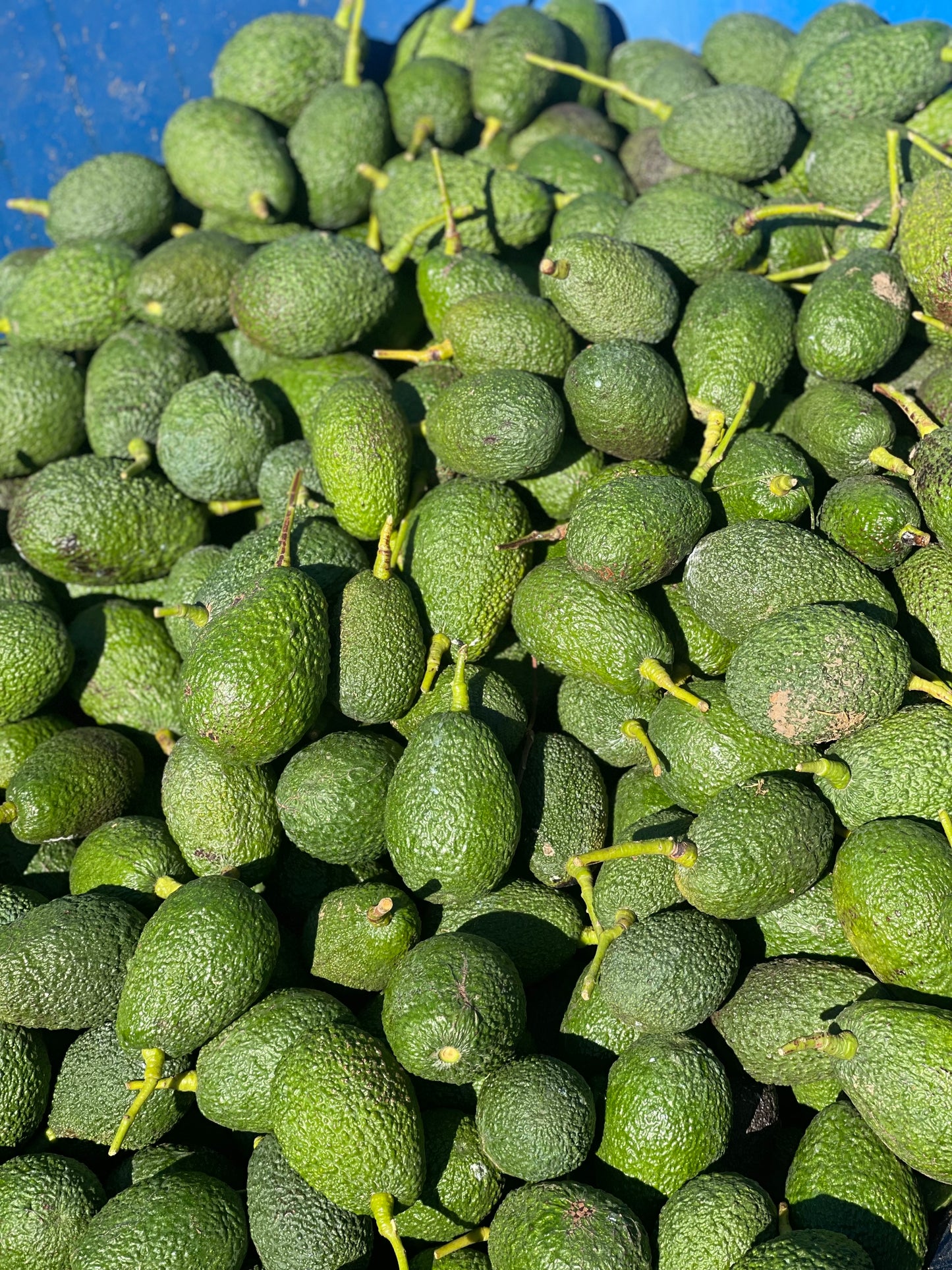 Aguacates Hass