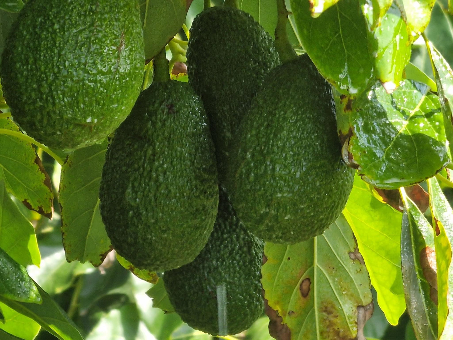 Aguacates Hass